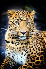 �������� ������� 25242